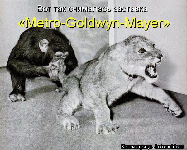 Вот так снималась заставка «Metro-Goldwyn-Mayer»... Котоматрица: Вот так снималась заставка «Metro-Goldwyn-Mayer»