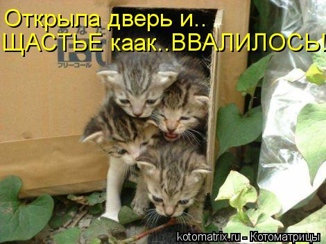 Открыла дверь и.. ЩАСТЬЕ каак..ВВАЛИЛОСЬ!... Котоматрица: Открыла дверь и.. ЩАСТЬЕ каак..ВВАЛИЛОСЬ!