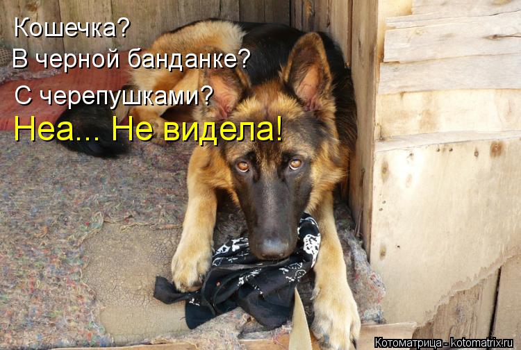 Кошечка? В черной банданке? С черепушками? Неа... Не видела!... Котоматрица: Кошечка? В черной банданке? С черепушками? Неа... Не видела!