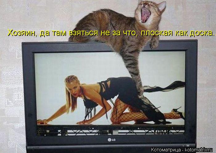 Хозяин, да там взяться не за что, плоская как доска...... Котоматрица: Хозяин, да там взяться не за что, плоская как доска...
