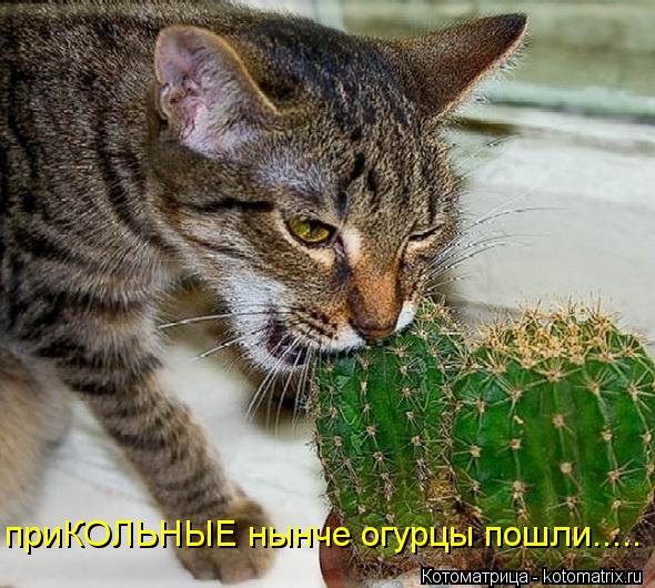 приКОЛЬНЫЕ нынче огурцы пошли........ Котоматрица: приКОЛЬНЫЕ нынче огурцы пошли.....