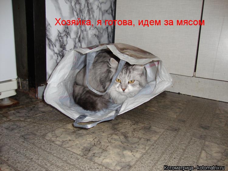 Хозяйка, я готова, идем за мясом... Котоматрица: Хозяйка, я готова, идем за мясом