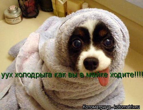 Котоматрица: уух холодрыга как вы в майке ходите!!!!?