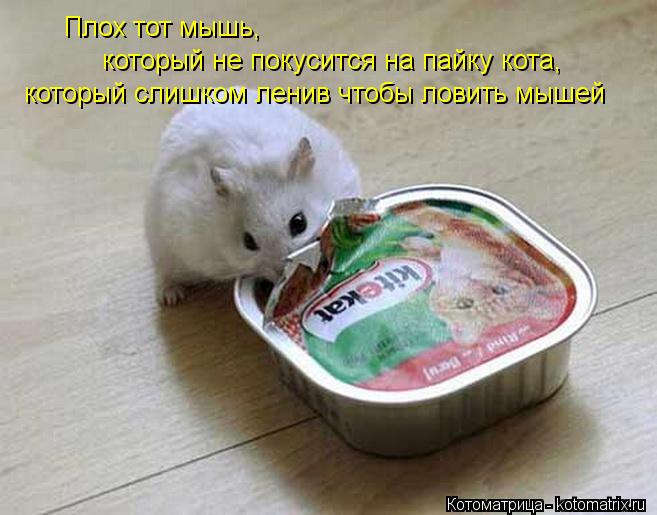 Котоматрица: Плох тот мышь, который не покусится на пайку кота, который слишком ленив чтобы ловить мышей