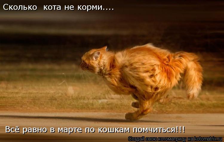 Сколько кота не корми.... Всё равно в марте по кошкам помчиться!!!... Котоматрица: Сколько кота не корми.... Всё равно в марте по кошкам помчиться!!!