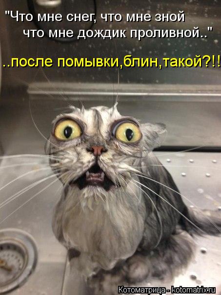 Котоматрица: ..после помывки,блин,такой?!! "Что мне снег, что мне зной что мне дождик проливной.."