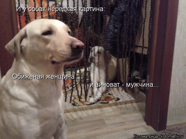 И у собак нередкая картина: Обиженая женщина и виноват - мужчина...... Котоматрица: И у собак нередкая картина: Обиженая женщина и виноват - мужчина...