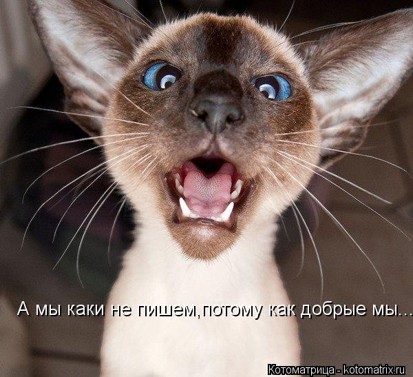 А мы каки не пишем,потому как добрые мы......... Котоматрица: А мы каки не пишем,потому как добрые мы......