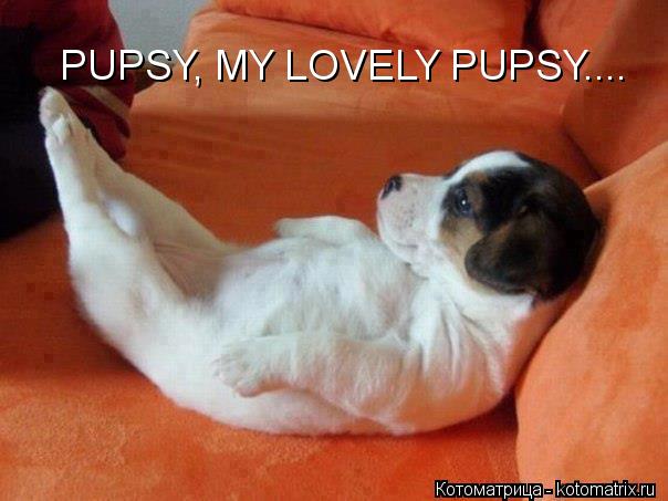 Котоматрица: PUPSY, MY LOVELY PUPSY....