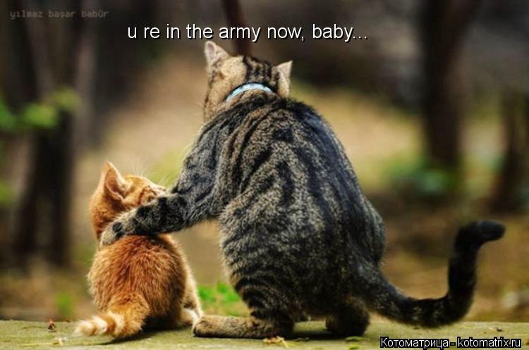 Котоматрица: u re in the army now, baby...