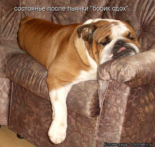 Котоматрица: состоянье после пьянки "бобик сдох"....