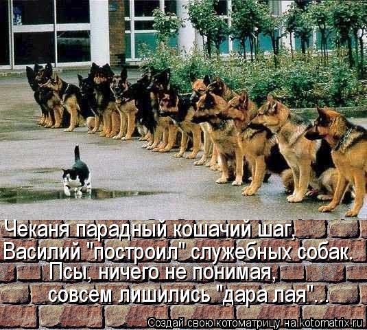 Котоматрица: Василий "построил" служебных собак. Чеканя парадный кошачий шаг, Псы, ничего не понимая, совсем лишились "дара лая"...
