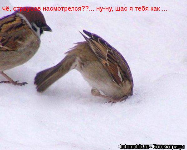Котоматрица: чё, страусов насмотрелся??... ну-ну, щас я тебя как ...
