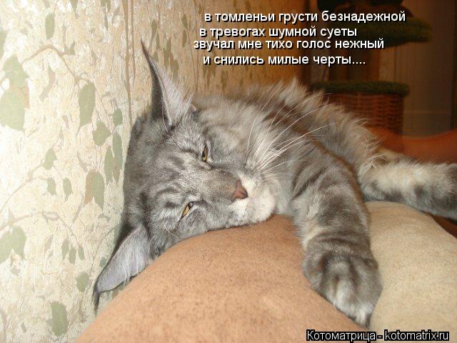 Котоматрица: в томленьи грусти безнадежной в тревогах шумной суеты звучал мне тихо голос нежный и снились милые черты....