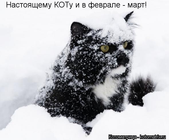 Котоматрица: Настоящему КОТу и в феврале - март!