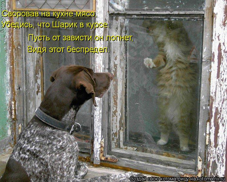 Своровав на кухне мясо, Убедись, что Шарик в курсе. Пусть от зависти он лопнет, Видя этот беспредел.... Котоматрица: Своровав на кухне мясо, Убедись, что Шарик в курсе. Пусть от зависти он лопнет, Видя этот беспредел.