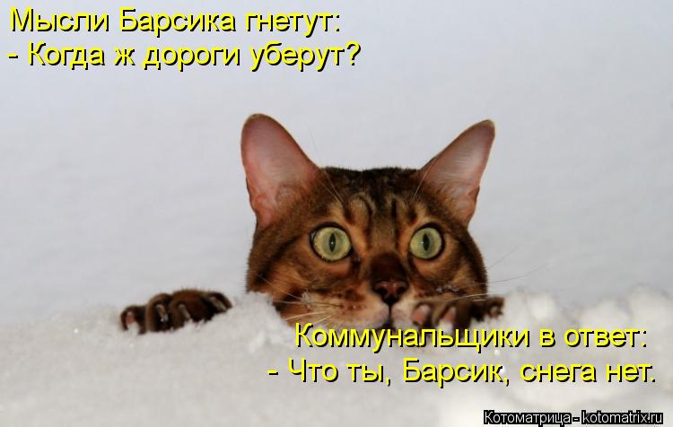 Котоматрица: Мысли Барсика гнетут: - Когда ж дороги уберут? Коммунальщики в ответ: - Что ты, Барсик, снега нет.