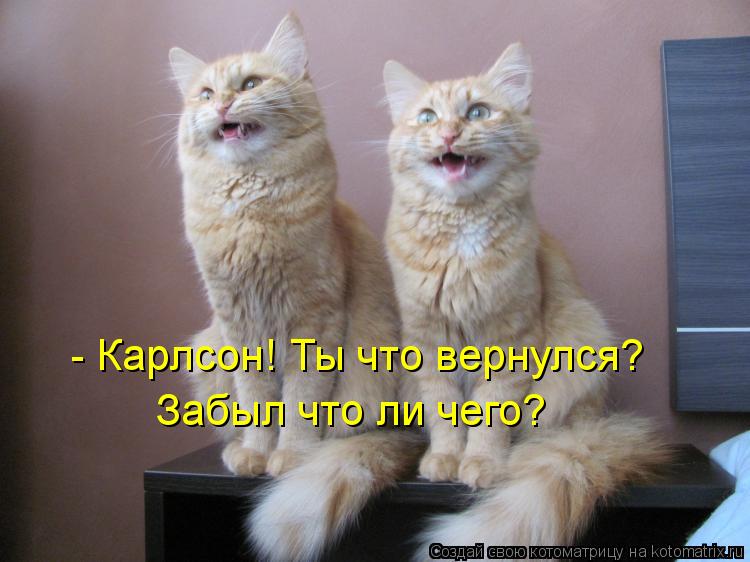 kotomatritsa_GE.jpg