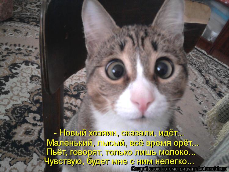 Котоматрица: - Новый хозяин, сказали, идёт... Маленький, лысый, всё время орёт... Пьёт, говорят, только лишь молоко... Чувствую, будет мне с ним нелегко...