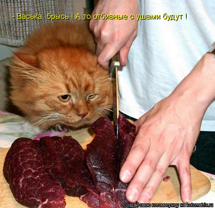 kotomatritsa_e.jpg
