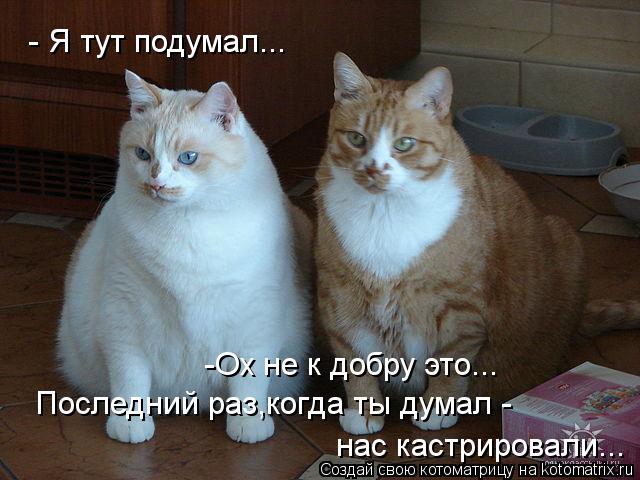 - Я тут подумал... -Ох не к добру это... Последний раз,когда ты думал - нас кастрировали...... Котоматрица: - Я тут подумал... -Ох не к добру это... Последний раз,когда ты думал - нас кастрировали...
