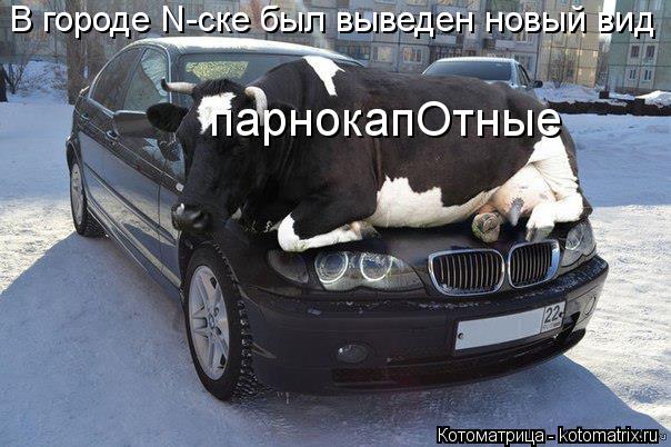 Котоматрица: В городе N-ске был выведен новый вид парнокапОтные