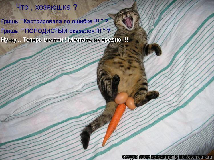 будет ли кот ловить мышей если его кастрировать будет ли кот ловить мышей если его кастрировать