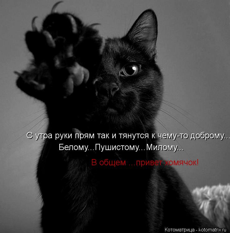 Котоматрица: С утра руки прям так и тянутся к чему-то доброму... Белому...Пушистому...Милому... В общем ...привет хомячок!