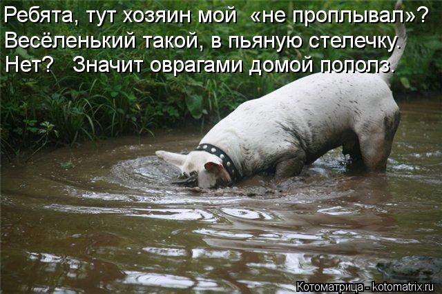 Ребята, тут хозяин мой «не проплывал»? Весёленький такой, в пьяную стелечку. Нет? Значит оврагами ... Котоматрица: Ребята, тут хозяин мой «не проплывал»? Весёленький такой, в пьяную стелечку. Нет? Значит оврагами домой пополз.