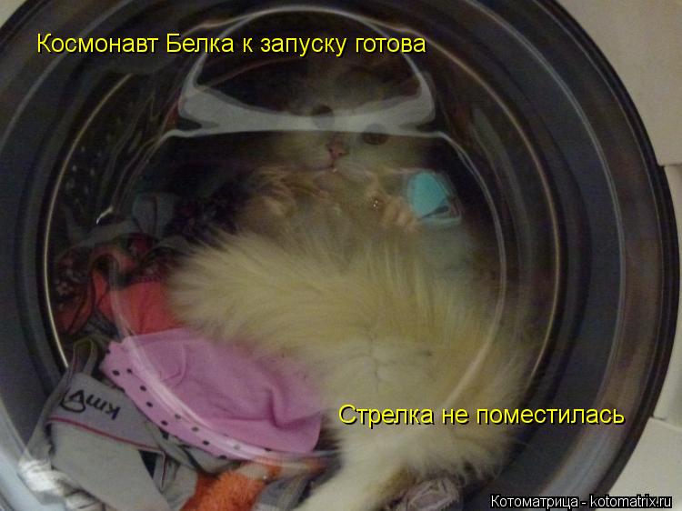 Космонавт Белка к запуску готова Стрелка не поместилась... Котоматрица: Космонавт Белка к запуску готова Стрелка не поместилась