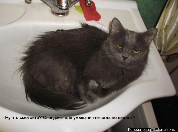 - Ну что смотрите? Спонджик для умывания никогда не видели?... Котоматрица: - Ну что смотрите? Спонджик для умывания никогда не видели?