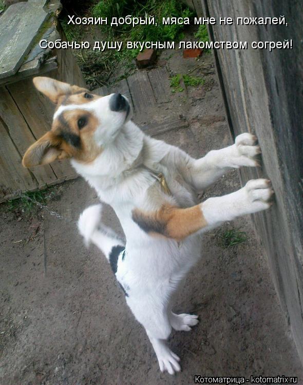 Котоматрица: Хозяин добрый, мяса мне не пожалей, Собачью душу вкусным лакомством согрей!
