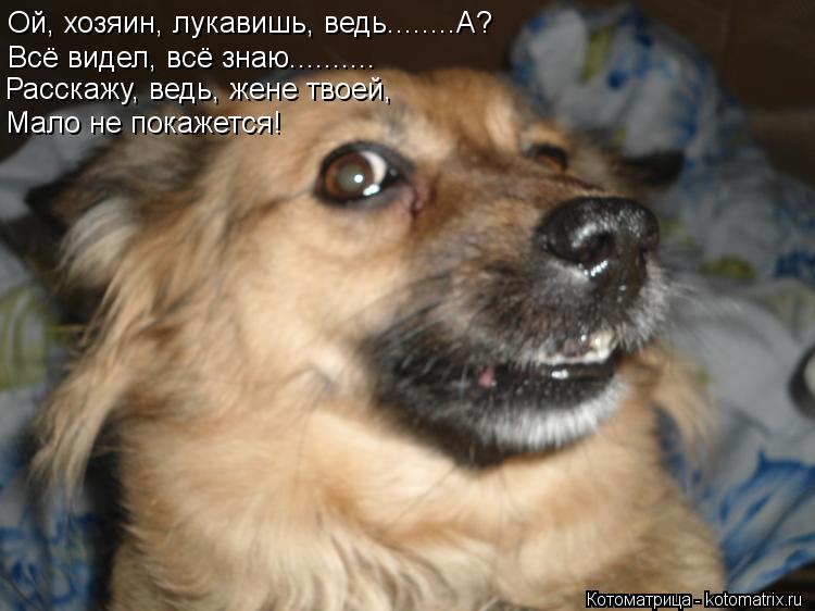 Ой, хозяин, лукавишь, ведь........А? Всё видел, всё знаю.......... Расскажу, ведь, жене твоей, Мало н... Котоматрица: Ой, хозяин, лукавишь, ведь........А? Всё видел, всё знаю.......... Расскажу, ведь, жене твоей, Мало не покажется!