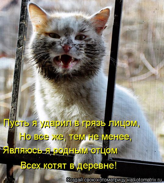 Котоматрица: Пусть я ударил в грязь лицом, Но все же, тем не менее, Являюсь я родным отцом Всех котят в деревне!