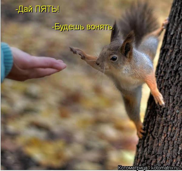 -Дай ПЯТЬ! -Будешь вонять.... Котоматрица: -Дай ПЯТЬ! -Будешь вонять.