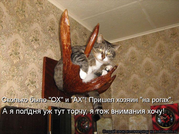 А я полдня уж тут торчу, я тож внимания хочу! Сколько было "ОХ" и "АХ"! Пришел хозяин "на рогах".... Котоматрица: А я полдня уж тут торчу, я тож внимания хочу! Сколько было "ОХ" и "АХ"! Пришел хозяин "на рогах".