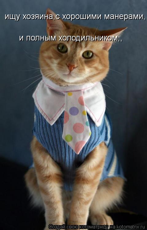 Котоматрица: ищу хозяина,с хорошими манерами, и полным холодильником,, работу не предлагать!!!!!!! работу не предлагать!!!!!!!