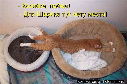 Котоматрица: - Хозяйка, пойми!  - Для Шарика тут нету места!