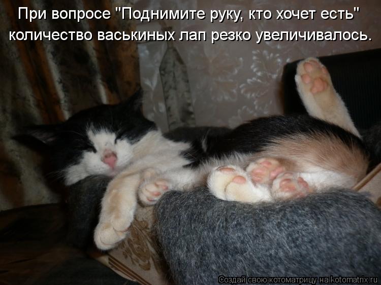 При вопросе "Поднимите руку, кто хочет есть" количество васькиных лап резко увеличивалось.... Котоматрица: При вопросе "Поднимите руку, кто хочет есть" количество васькиных лап резко увеличивалось.