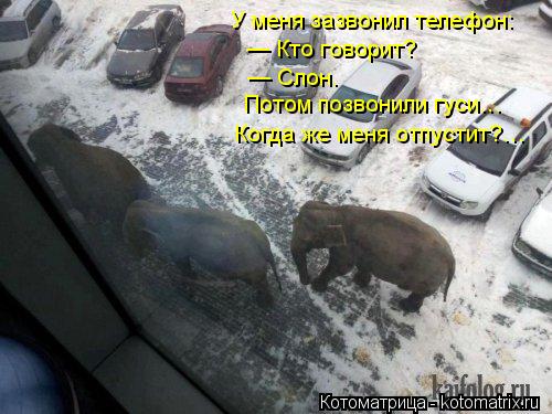 У меня зазвонил телефон: — Кто говорит? — Слон. Потом позвонили гуси… Когда же меня отпустит?…... Котоматрица: У меня зазвонил телефон: — Кто говорит? — Слон. Потом позвонили гуси… Когда же меня отпустит?…