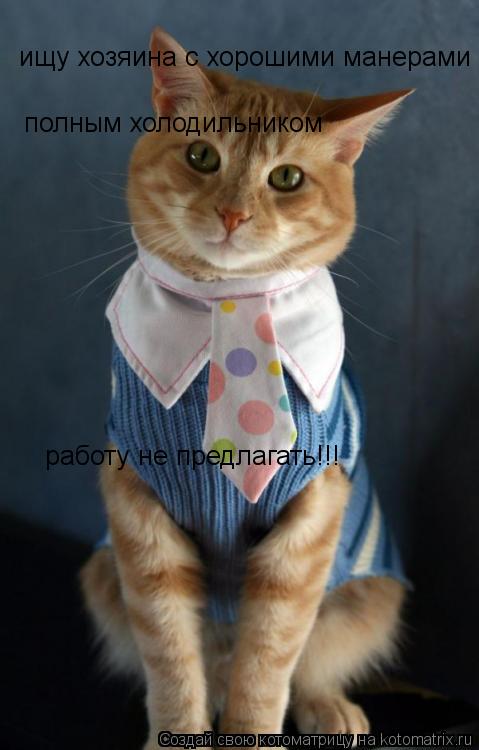 Котоматрица: ищу хозяина с хорошими манерами полным холодильником работу не предлагать!!!