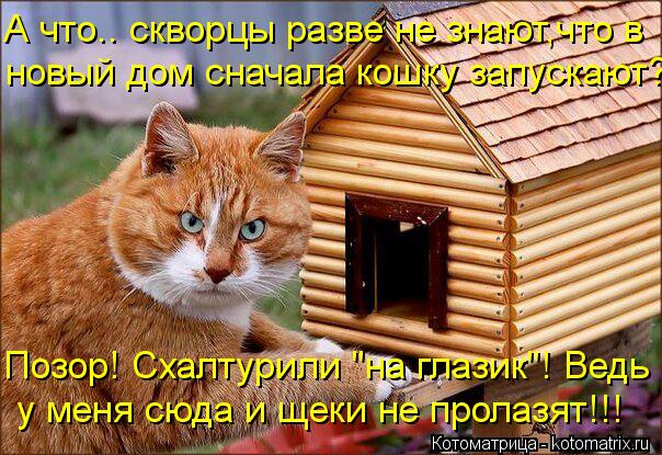 А что.. скворцы разве не знают,что в новый дом сначала кошку запускают? Позор! Схалтурили "на глазик"... Котоматрица: А что.. скворцы разве не знают,что в новый дом сначала кошку запускают? Позор! Схалтурили "на глазик"! Ведь у меня сюда и щеки не пролазят!!!