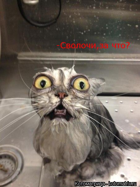 http://kotomatrix.ru/images/lolz/2013/02/02/kotomatritsa_w9.jpg