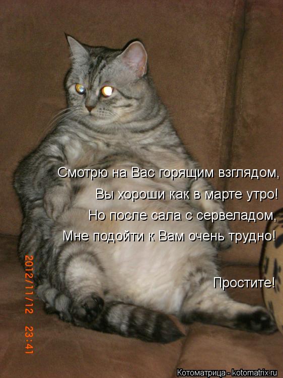 Котоматрица: Вы хороши как в марте утро! Смотрю на Вас горящим взглядом, Мне подойти к Вам очень трудно! Но после сала с сервеладом,  Простите!