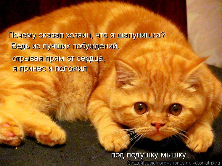Почему сказал хозяин, что я шалунишка? Ведь из лучших побуждений, отрывая прям от сердца, я принес ... Котоматрица: Почему сказал хозяин, что я шалунишка? Ведь из лучших побуждений, отрывая прям от сердца, я принес и положил под подушку мышку...