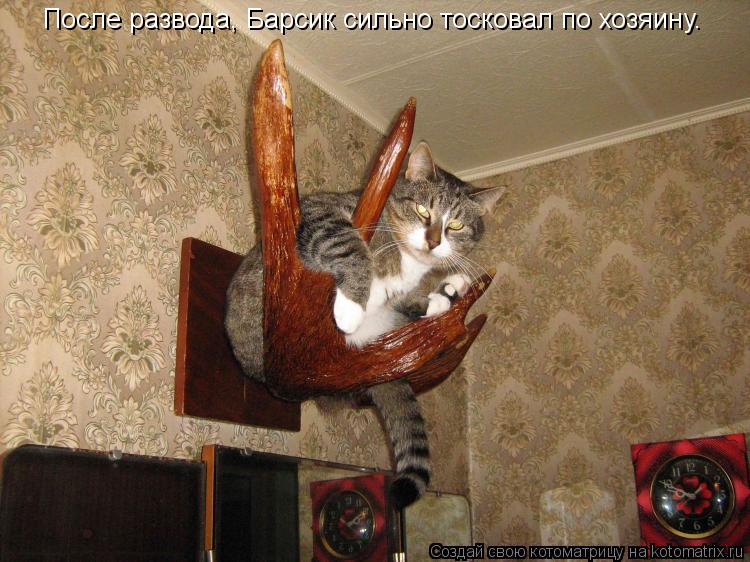 Котоматрица: После развода, Барсик сильно тосковал по хозяину.