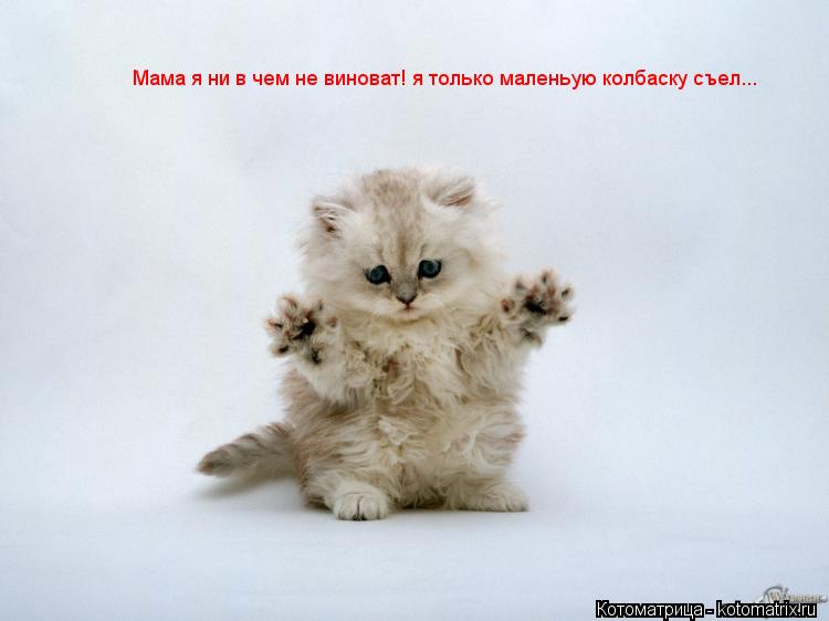 Мама я ни в чем не виноват! я только маленьую колбаску съел...... Котоматрица: Мама я ни в чем не виноват! я только маленьую колбаску съел...