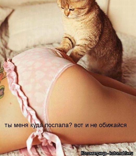 Котоматрица: ты меня куда послала? вот и не обижайся