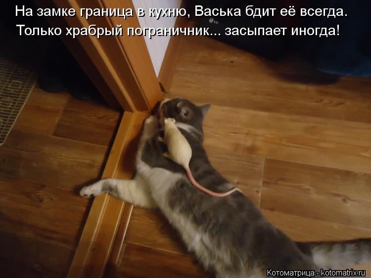 Котоматрица: На замке граница в кухню, Васька бдит её всегда.  Только храбрый пограничник... засыпает иногда!