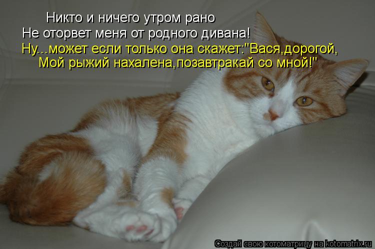 Никто и ничего утром рано Не оторвет меня от родного дивана! Ну...может если только она скажет:"Вася,... Котоматрица: Никто и ничего утром рано Не оторвет меня от родного дивана! Ну...может если только она скажет:"Вася,дорогой, Мой рыжий нахалена,позавтракай